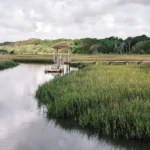 Edisto-Island-South-Carolina-Relocation-Guide